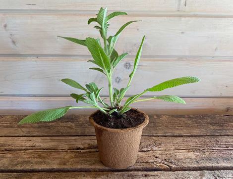 organic Salvia Viridis 'Annual Clary Sage' Plant