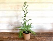 Achillea Millefolium Perennial Plant, Organic, Organic Blooms