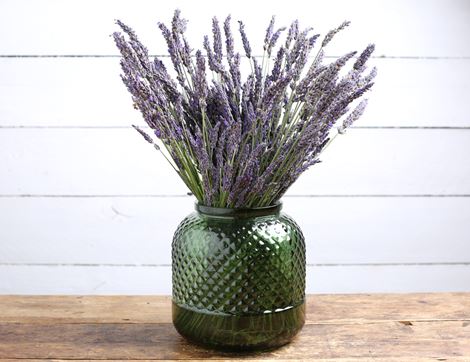 Fresh English Lavender Bunch, Organic
