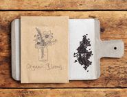 Bupleurum Rotundifolium Seeds, Organic, Organic Blooms (approx 25 seeds)