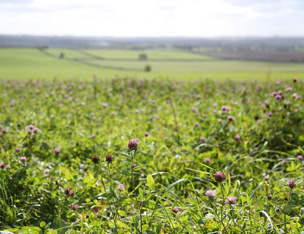 Daylesford Organic