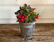 Gaultheria Plant, Organic, Organic Blooms