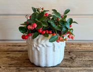 Gaultheria Plant, Organic
