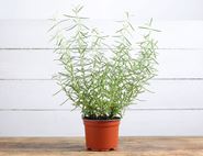 Rosemary Plant, Organic (12cm pot)