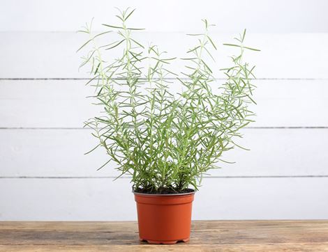 Rosemary Plant, Organic (12cm pot)