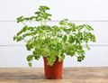 Curly Parsley Plant, Organic
