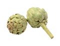 Globe Artichoke