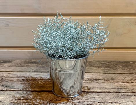 Calocephalus Plant, Organic, Organic Blooms