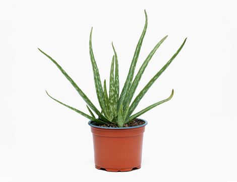 Aloe Vera Plant, Organic (12cm)