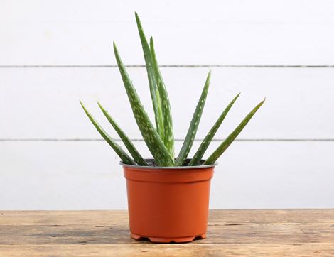 Aloe Vera Plant, Organic (12cm)