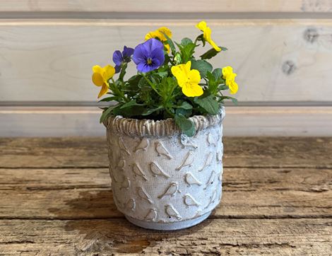 Valentines Viola Planter, Organic Blooms
