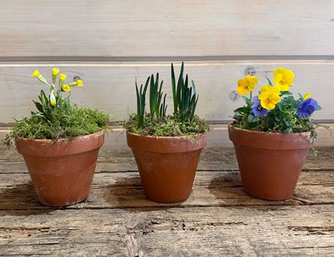 Trio of Spring Plants, Organic Blooms