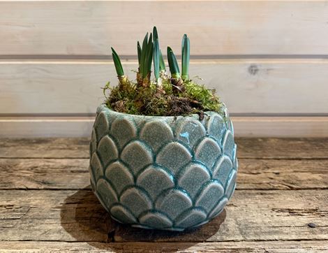 British Narcissi Planter, 'Bridal Crown', Organic Blooms 