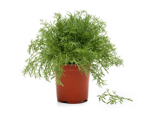 Camomile Plant, Organic