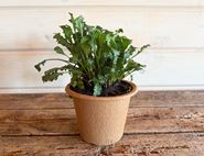 'Ox Eye' Daisy Perennial Plant, Organic, Organic Blooms (1 litre pot)