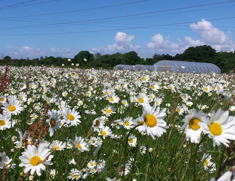 'Ox Eye' Daisy Perennial Plant, Organic, Organic Blooms (1 litre pot)