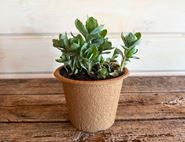 Sedum Spectabile 'Autumn Joy' Perennial Plant, Organic, Organic Blooms (1 litre pot)