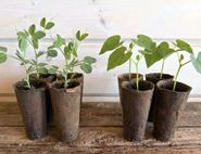 Pea & Bean Plug Plant Box