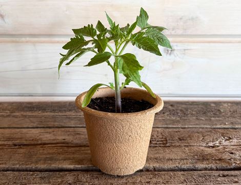 Tomato Plant, 'Roma' Organic, Organic Blooms (12cm Pot)