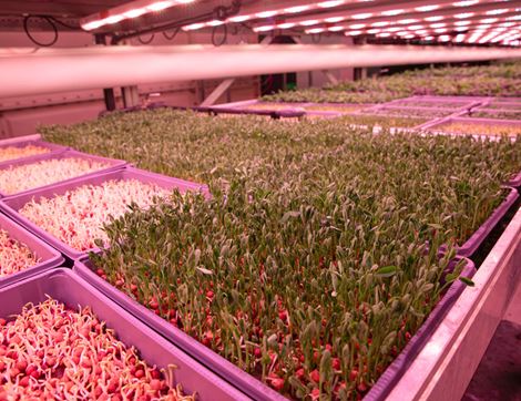Pea Shoots, Non-Organic (80g)