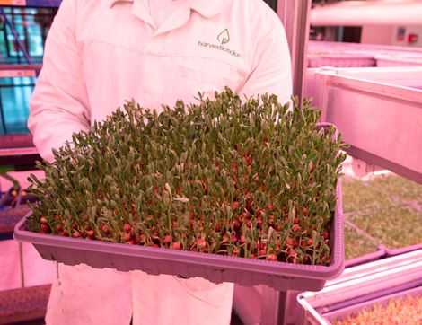 Pea Shoots, Non-Organic (80g)