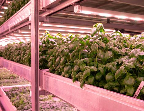 Basil, Non-Organic (50g)