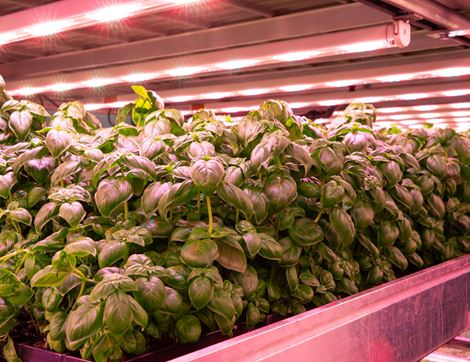 Basil, Non-Organic (50g)