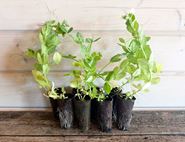 Pea Plug Plant Box, Organic, Organic Blooms