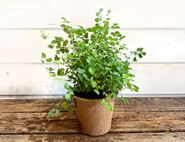 Sanguisorba Minor, 'Salad Burnet' Perennial Plant, Organic, Organic Blooms (1lt pot)