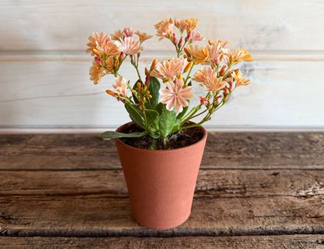 Lewisia in a Hand Thrown Willow Pottery Terracotta pot, Organic, Organic Blooms (1 plant, 10cm pot)