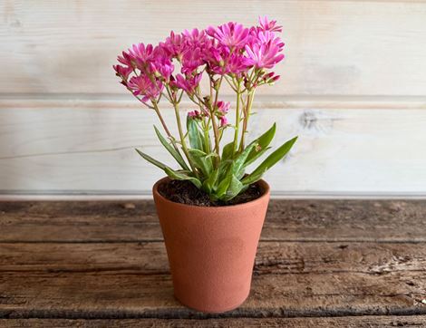 Lewisia in a Hand Thrown Willow Pottery Terracotta pot, Organic, Organic Blooms (1 plant, 10cm pot)