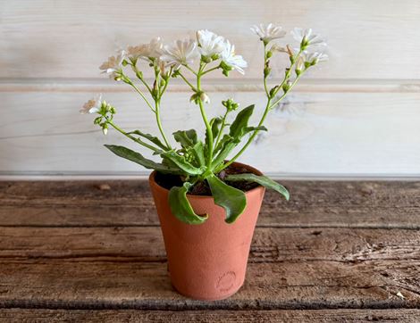 Lewisia in a Hand Thrown Willow Pottery Terracotta pot, Organic, Organic Blooms (1 plant, 10cm pot)