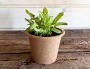 French Sorrel Plant, Organic, Organic Blooms