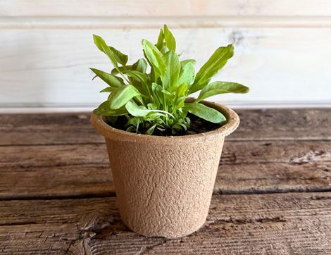 French Sorrel Plant, Organic, Organic Blooms