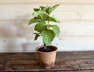 Chinese Lantern Perennial Plant, Organic, Organic Blooms (1lt pot)