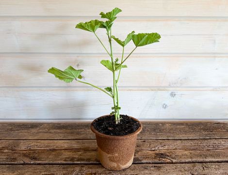 Malva Sylvestris 'Mauritana' Perennial Plant, Organic, Organic Blooms (1lt Pot)