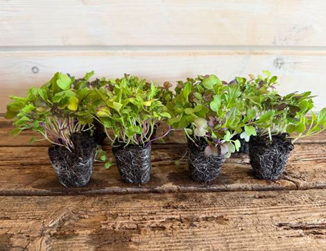 Curated Stir Fry & Salad Plug Plants, Organic, Organic Blooms (8 Plants)