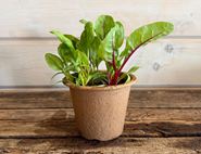 'Fireworks' (Five colours) Chard Plant, Organic, Organic Blooms (12cm Pot)