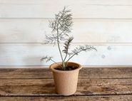 Potted Bronze Leaf Fennel Plant, Organic, Organic Blooms