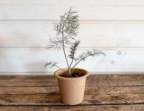 Potted Bronze Leaf Fennel Plant, Organic, Organic Blooms