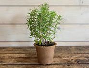 Summer Savory Plant, Organic, Organic Blooms (1lt Pot)