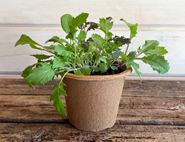 Pot of Organic Stir-fry Greens, Organic Blooms (12cm Pot)