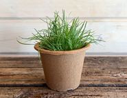 Potted Buck's Horn Plantain, Organic, Organic Blooms (12cm Pot)