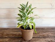 Potted Sage, Organic, Organic Blooms (1lt Pot)