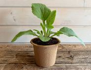 Foxglove Perennial Plant, Organic