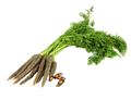 Bunched Purple Carrots