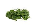 Pea Shoots