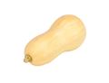 Butternut Squash