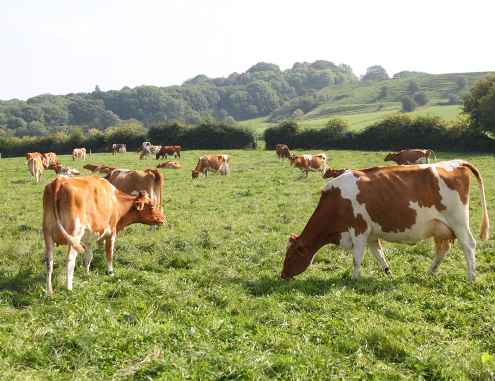 Berkeley Farm Dairy