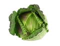 Green Cabbage